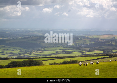 Eine traditionelle Devon Landschaft Szene, Schafe in einem Feld mit Blick auf eine Besetzung weite Felder im ländlichen devon Stockfoto