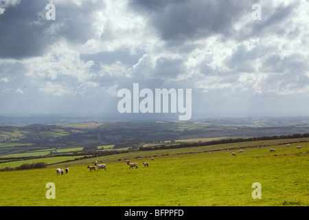 Eine traditionelle Devon Landschaft Szene, Schafe in einem Feld mit Blick auf eine Besetzung weite Felder im ländlichen devon Stockfoto