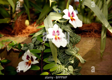 Drei weiße Orchideen hängen an einem hölzernen Felsvorsprung Stockfoto