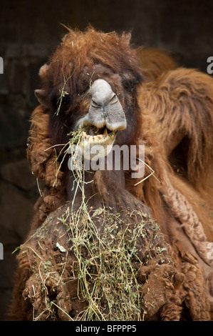 Ein baktrischen Kamel im Metropopolitan Zoo, Santiago de Chile Stockfoto