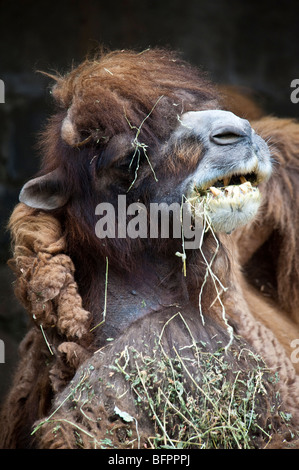 Ein baktrischen Kamel im Metropopolitan Zoo, Santiago de Chile Stockfoto