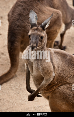 Ein Känguru ist ein Beuteltier aus der Familie Macropodidae (Kleiderbügeln, was bedeutet "großer Fuß") Stockfoto