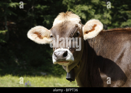 Braune Kuh mit Glocke in einem alpinen Bereich, Italien Stockfoto