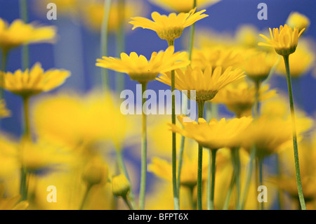 Goldene Margerite, gelbe Kamille, Anthemis tinctoria Stockfoto