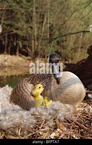 Kanadagans Branta canadensis Stockfoto