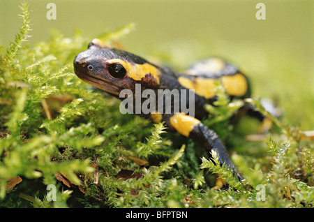 Feuersalamander, Salamandra salamandra Stockfoto