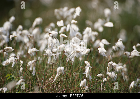 gemeinsamen Cottongras, Wollgras angustifolium Stockfoto