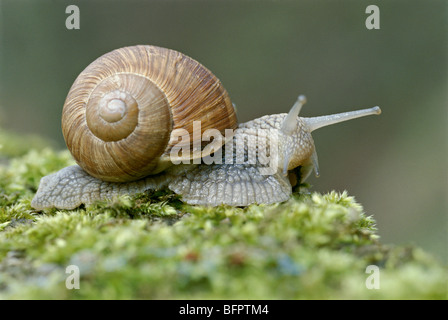 Burgunder Schnecken, römische Schnecke, essbare Schnecke Helix pomatia Stockfoto