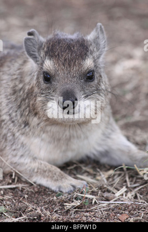 Bush Schliefer Alias gelb gefleckten Rock Hyrax Heterohyrax Trypanosomen Taken in Serengeti NP, Tansania Stockfoto