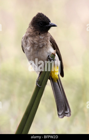 Gemeinsamen Bulbul Pycnonotus Barbatus Taken in Olduvai-Schlucht, Tansania Stockfoto