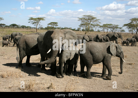 Familie Gruppe von afrikanischen Elefanten Loxodonta Africana Taken In der Serengeti NP, Tansania Stockfoto