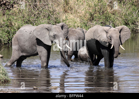 Gruppe der afrikanischen Elefanten Loxodonta Africana Baden genommen In der Serengeti NP, Tansania Stockfoto