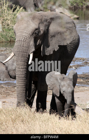 Afrikanischer Elefant Loxodonta Africana Mutter und Kalb genommen In der Serengeti NP, Tansania Stockfoto