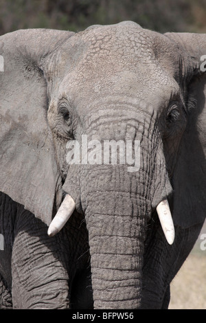 Nahaufnahme der afrikanische Elefant Loxodonta Africana Taken In der Serengeti NP, Tansania Stockfoto