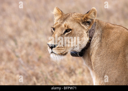 Radio Kragen weibliche afrikanische Löwe Panthera Leo genommen In der Serengeti NP, Tansania Stockfoto