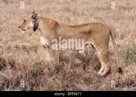 Radio Kragen weibliche afrikanische Löwe Panthera Leo genommen In der Serengeti NP, Tansania Stockfoto