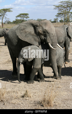 Afrikanischer Elefant Loxodonta Africana Mutter und Kalb genommen In der Serengeti NP, Tansania Stockfoto