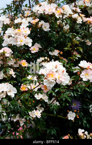 Rosa "Offenen Armen" AGM Stockfoto