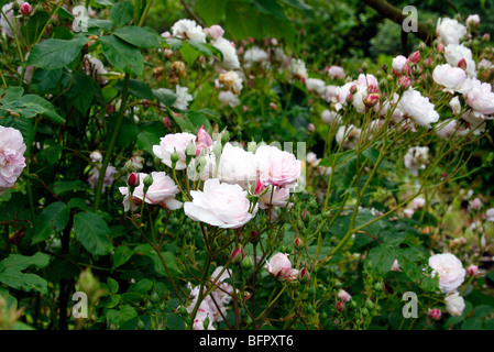 Rosa 'Blush Noisette' sy Rosa "Haselnussbutter Carn e" Stockfoto