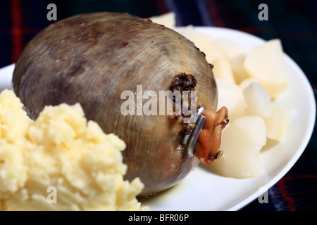 Blick auf ein Haggis auf einem Teller mit Kartoffelpüree und gewürfelten Steckrüben Stockfoto