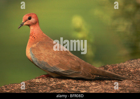 Laughing Dove, ist Spilopelia Senegalensis eine kleine Taube, Stockfoto