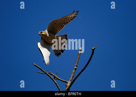 Turmfalken (Falco Tinnunculus) ist ein Greifvogel-Arten der Turmfalke Gruppe der Falcon-Familie Falconidae. Stockfoto