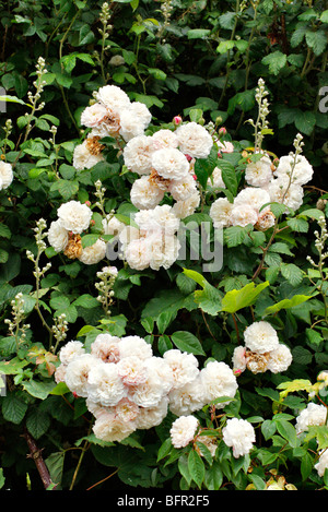 Rosa 'Felicite Perpetue' AGM Stockfoto