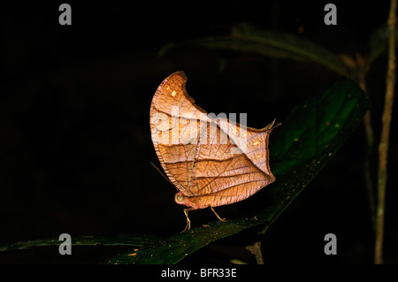 Chorinaeus Brown Morpho Schmetterling (Caerois Chorinaeus) ruht auf Blatt im Regenwald, Blatt zu imitieren, Alta Floresta, Brasilien Stockfoto