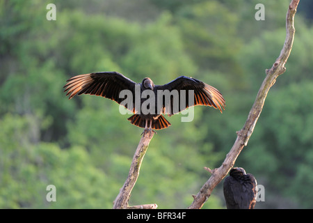 Mönchsgeier (Coragyps Atratus) thront auf Toten Ast Erwärmung Flügel in Morgensonne, Iguazu, Argentinien Stockfoto