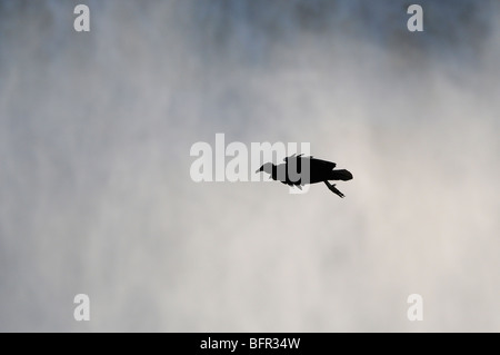 Mönchsgeier (Coragyps Atratus) im Flug, Iguazu Wasserfälle, Argentinien Stockfoto