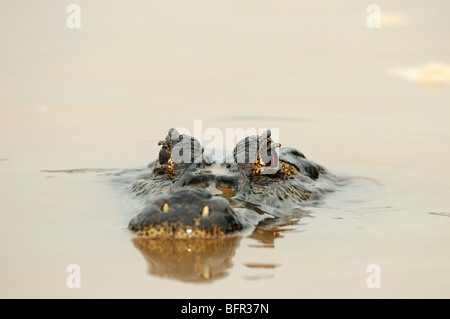 Paraguay Kaiman (Caiman Yacare) ruhen mit Kopf auf der Wasserfläche, Pantanal, Brasilien. Stockfoto