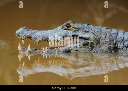 Paraguay Kaiman (Caiman Yacare) ruht in Wasser, Mund öffnen, Wärmeregulierung, Pantanal, Brasilien Stockfoto