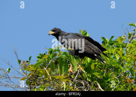 Große Black Hawk (Buteogallus Urubitinga) hoch oben auf Bush, Pantanal, Brasilien Stockfoto
