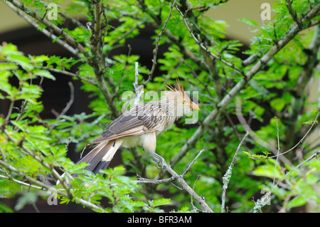 Guira Kuckuck (Guira Guira) thront auf Zweig, Alta Floresta, Brasilien. Stockfoto