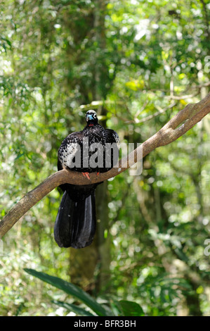 Red-throated Rohrleitungen-Guan (Pipile Cujubi) thront auf Zweig, Iguazu, Argentinien. Stockfoto