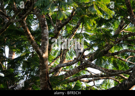 Harpyie (Harpia Harpyja) juvenile thront auf AST hoch im Baum, Alta Floresta, Brasilien Stockfoto