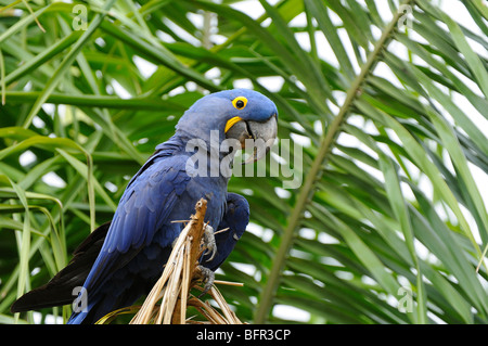 Hyazinth-Ara (Anodorhynchus Hyacinthus) gehockt Palmwedel, Pantanal, Brasilien. Stockfoto