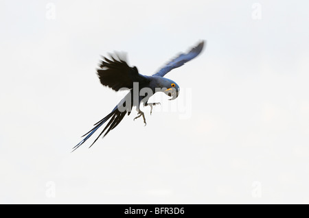 Hyazinth-Ara (Anodorhynchus Hyacinthus) im Flug, Pantanal, Brasilien. Stockfoto