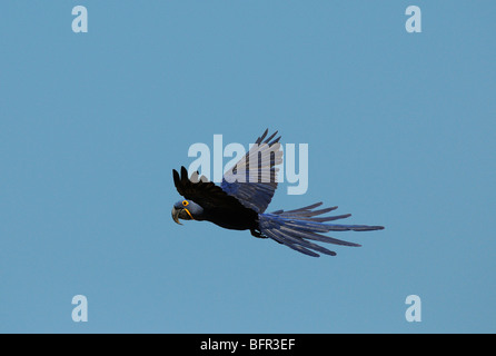 Hyazinth-Ara (Anodorhynchus Hyacinthus) im Flug, Pantanal, Brasilien. Stockfoto