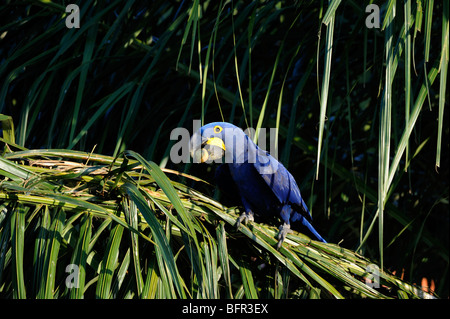 Hyazinth-Ara (Anodorhynchus Hyacinthus) Essen Baum Palmenfrucht, Pantanal, Brasilien. Stockfoto