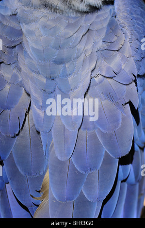 Hyazinth Ara (Anodorhynchus Hyacinthus) Nahaufnahme zeigt Feder Detail auf Rücken, Pantanal, Brasilien. Stockfoto