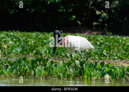 Jabiru (Jabiru Mycteria) auf der Suche nach Nahrung am Wasserrand, Pantanal, Brasilien Stockfoto