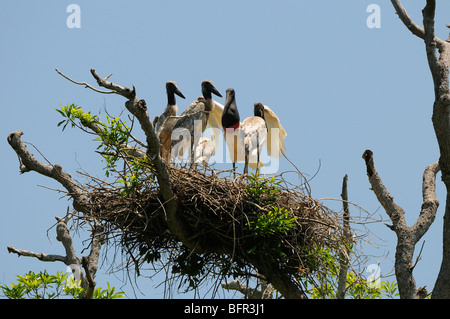 Jabiru (Jabiru Mycteria) Familie thront auf Nest, Erwachsene und junge, Pantanal, Brasilien. Stockfoto