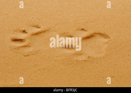 Jaguar (Panthera Onca) Fußspuren im Sand, Pantanal, Brasilien. Stockfoto