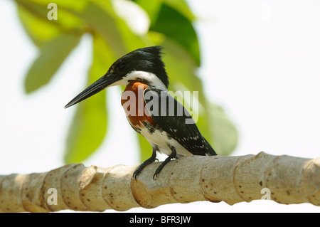 Grün-Eisvogel (Chloroceryle Americana) thront auf Zweig, Pantanal, Brasilien. Stockfoto