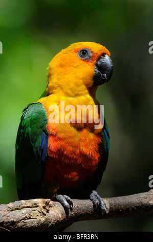 Jandaya-Sittich (Aratinga Jandaya) in Gefangenschaft, Brasilien. Stockfoto