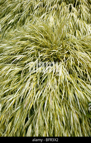 Japanische Wald Grass [Hakonechloa Macra 'Aureola'] im alpinen Steingarten, Bellevue Botanical Garden Stockfoto
