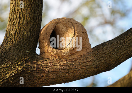 Nest der Rufous Hornero (Furnarius Rufus) oder Ovenbird, hergestellt aus Schlamm auf Ast, Buenos Aires, Argentinien. Stockfoto