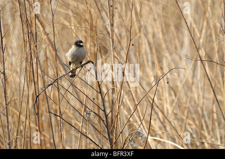 Am Straßenrand Hawk (Rupornis Magnirostris) thront auf Zweig, Salta, Argentinien. Stockfoto