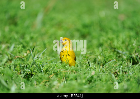 Safran Finch (Sicalis Flaveola) Männchen ernähren sich von Grassamen auf Boden, Iguazu, Argentinien Stockfoto